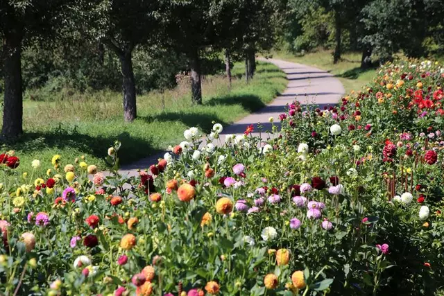 Üppige Blumenpracht erfreut Spaziergänger und Wanderer
