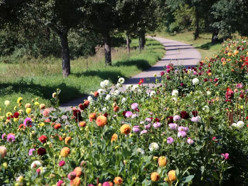 Üppige Blumenpracht erfreut Spaziergänger und Wanderer